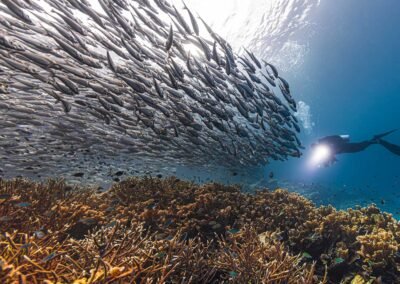 Diving Raja Ampat - Blue Dream Phinisi Liveaboard