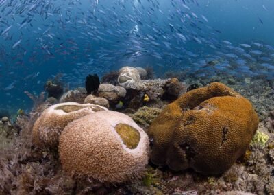 Diving Raja Ampat | Underwater Scene