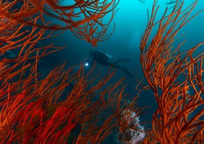 Diving Raja Ampat | Underwater Scene