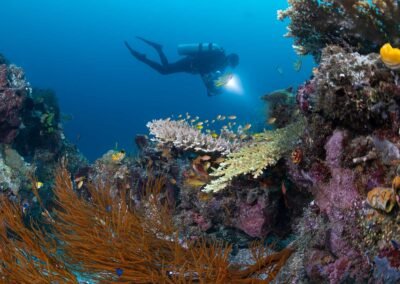 Diving Raja Ampat | Underwater Scene